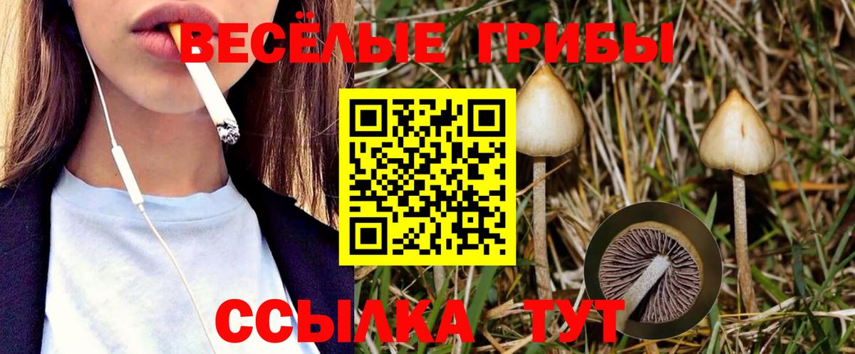 Псилоцибиновые грибы GOLDEN TEACHER  Вход с VPN  Псилоцибиновые грибы Cubensis  Шарыпово 